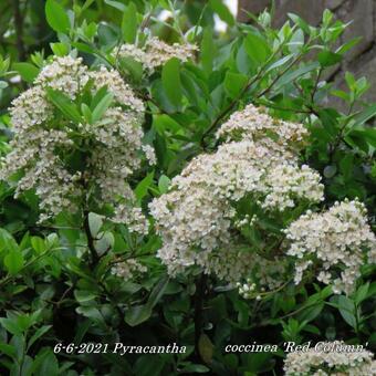 Pyracantha coccinea 'Red Column'