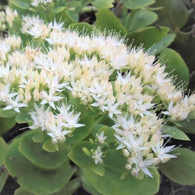 Hemelsleutel - Sedum spectabile 'Iceberg'