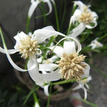 Rhynchospora alba