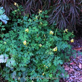 Corydalis lutea