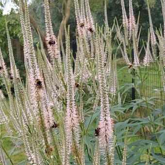 Veronicastrum virginicum 'Album'