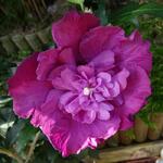 Hibiscus syriacus 'Magenta CHIFFON' - Altheastruik - Hibiscus syriacus 'Magenta CHIFFON'