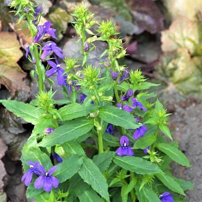 Lobelia - Lobelia x speciosa 'STARSHIP Blue'