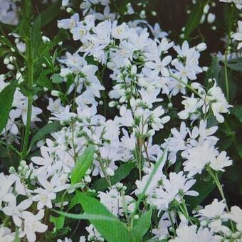 Deutzia x rosea 'Yuki Snowflake'