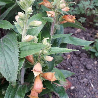 Digitalis x valinii 'Firecracker'