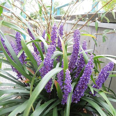 leliegras - Liriope muscari 'Royal Purple'