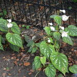 Begonia grandis 'Sparkle and Shine' - Winterharde begonia, Scheefblad