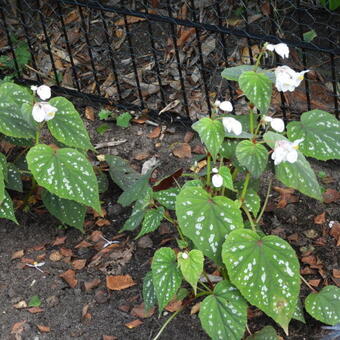 Begonia grandis 'Sparkle and Shine'