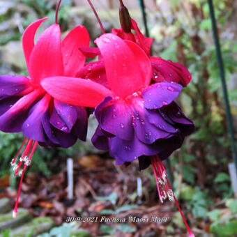 Fuchsia 'Maori Maid'