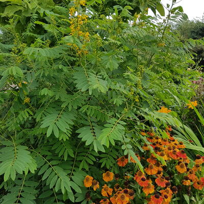 Senna hebecarpa - Wilde Senna