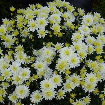 Chrysanthemum 'Bounty Blanc'