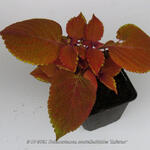 Plectranthus scutellarioides 'Inferno' - Siernetel