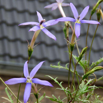 Isotoma axillaris 'Blue Star'