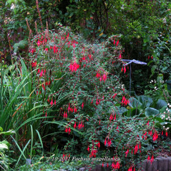 Fuchsia magellanica