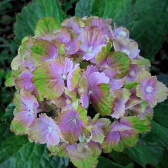 Hydrangea macrophylla REMBRANDT 'Vibrant Verde'