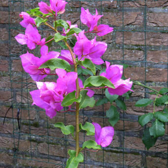 Bougainvillea