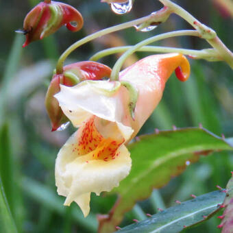 Impatiens omeiana