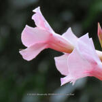 Mandevilla 'SUNDAVILLE Cream Pink' - Mandevilla