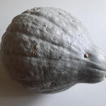 Cucurbita maxima 'Blue Hubbard' - Pompoen