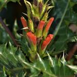 Acanthus sennii - Stekelige berenklauw