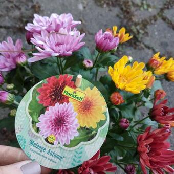 Chrysanthemum indicum