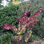 Cercis canadensis 'Eternal Flame' - Amerikaanse judasboom