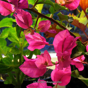 Bougainvillea