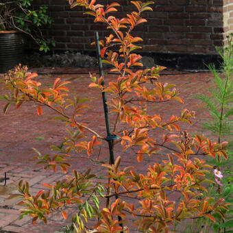 Lagerstroemia