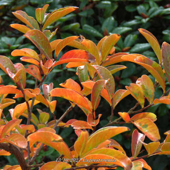 Lagerstroemia