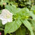 Mirabilis jalapa