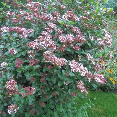 Sneeuwbal - Viburnum tinus 'Lisa Rose'