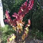 Cercis canadensis 'Eternal Flame' - Amerikaanse judasboom