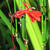 Lobelia cardinalis