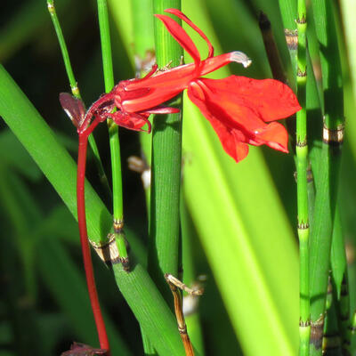 Waterlobelia - Lobelia cardinalis