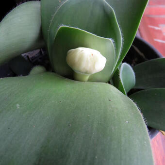 Haemanthus albiflos