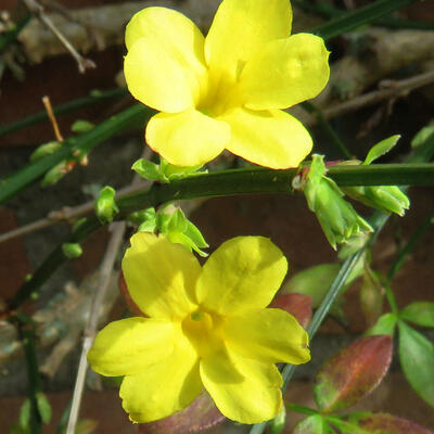 Winterjasmijn - Jasminum nudiflorum