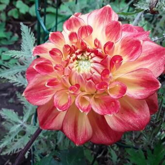 Dahlia 'Jowey Cherbourg'