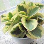 Peperomia obtusifolia 'Variegata' - Krokodilletranen