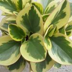 Peperomia obtusifolia 'Variegata' - Krokodilletranen