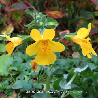 Mimulus luteus