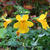 Mimulus luteus