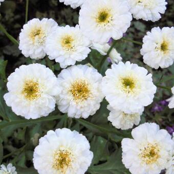 Tanacetum parthenium 'Sissinghurst White'