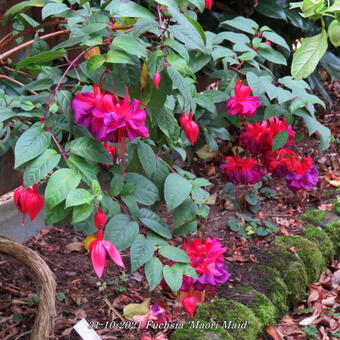 Fuchsia 'Maori Maid'