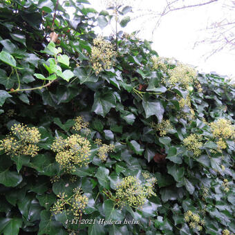 Hedera helix