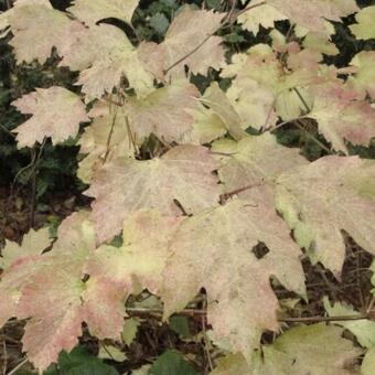 Viburnum opulus