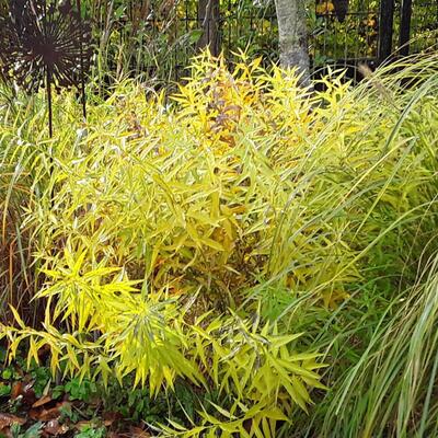 blauwe ster / stermaagdenpalm - Amsonia tabernaemontana