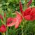 Hesperantha coccinea 'Major'