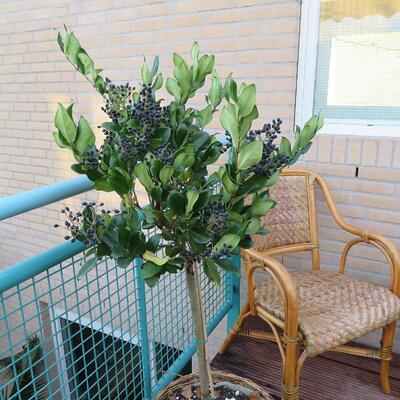 Liguster - Ligustrum japonicum 'Texanum'