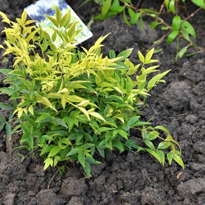 Hemelse bamboe - Nandina domestica 'Magical Lemon and Lime'