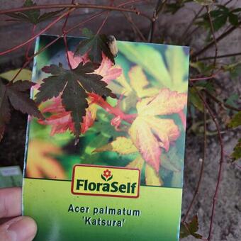 Acer palmatum 'Katsura'